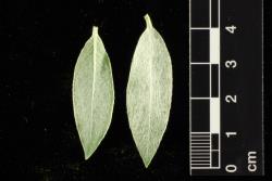 Salix alba 'Argentea'. Upper and lower leaf surfaces.
 Image: D. Glenny © Landcare Research 2020 CC BY 4.0